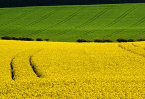 rapeseedfield